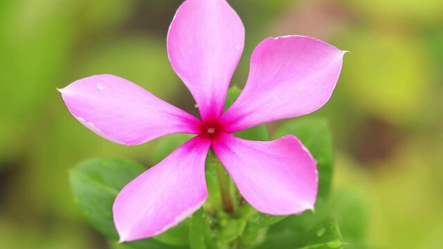 Madagascar periwinkle flower AKA Rose bell in the garden Closeup View.