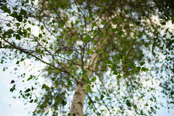 birch tree with green leaves in blue sky background