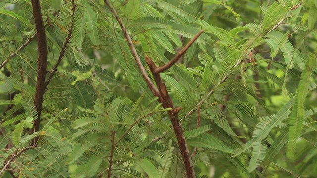 hyllanthus emblica Tree, also known, Indian gooseberry, or amla from Sanskrit amalaki is a deciduous tree of the family Phyllanthaceae. Blowing in the Wind