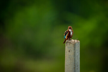 White throated or breasted kingfisher in natural green background during monsoon season at keoladeo national park or bharatpur bird sanctuary rajasthan india