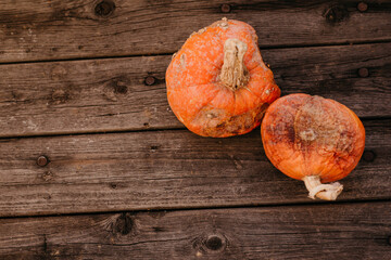 Spoiled rotten pumpkins on a wooden background. Bad holiday concept.