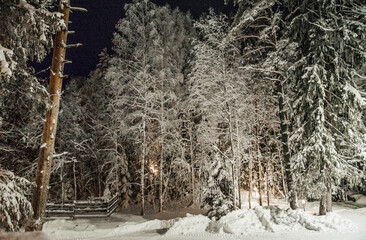 winter night landscape of fir and pine trees.