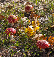 Amanita muscaria, commonly known as the fly agaric or fly amanita in heather