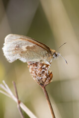 meadow brown butterfly in macro