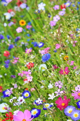 Obraz na płótnie Canvas Farbenfrohe Blumenwiese in der Grundfarbe grün.mit verschiedenen Wildblumen.