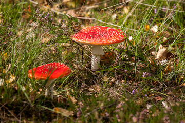 Amanita muscaria, commonly known as the fly agaric or fly amanita in heather