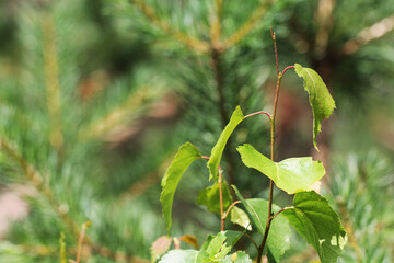 Birch branch with green leaves. the background