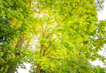 Sun breaks through the maple foliage. Autumn has come
