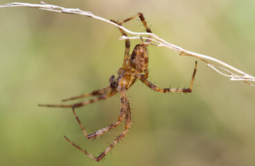 spider in macro hanging from grass