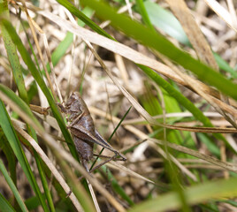 close up of cricket in grass