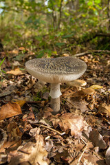 Parasol mushroom, Macrolepiota procera, on an autumn forest floor.