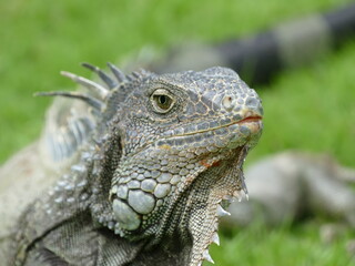 Der Parque Seminario, Guayaquil, Ecuador, ist auch bekannt als der Iguana Park, da hier Dutzende von Leguanen frei leben.