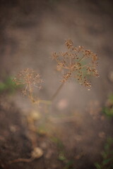 Dry umbrella sprout of dill against the blurred ground.