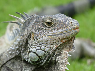 Der Parque Seminario, Guayaquil, Ecuador, ist auch bekannt als der Iguana Park, da hier Dutzende von Leguanen frei leben.