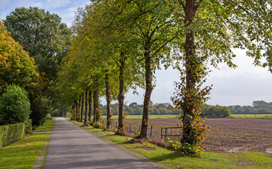 Small rural road lines with majestic linden (or lime) trees in Brabamt, netherlands