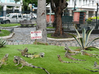 Der Parque Seminario, Guayaquil, Ecuador, ist auch bekannt als der Iguana Park, da hier Dutzende...