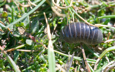close up of woodlouse in macro