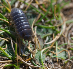 close up of woodlouse in macro