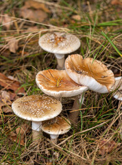 Parasol mushrooms, Macrolepiota procera, on an autumn forest floor.