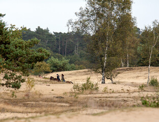 Horse riders disappearing behind a sand dune in a protected nature reserve