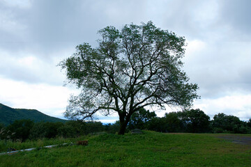 Fototapeta na wymiar 산 정상 들판에 혼자있는 오래된 나무