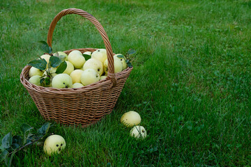 Ripe apples lie in a wicker basket standing on the green grass in the garden. The concept of...
