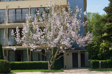 Flowers of empress tree or princess tree, or foxglove tree, Paulownia tomentosa