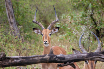 Impala Ram