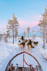 Dog sledding with huskies in beautiful sunrise, Sweden