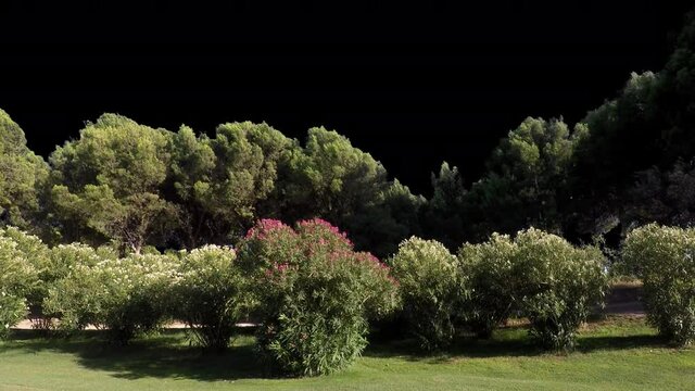 Real tree pinus olea nerium group in movement - 07 sunny day with alpha channel ready to insert in your #vfx works as a separate layer