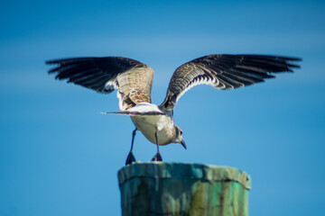 Seagull in flight