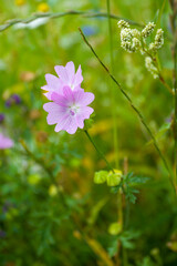 kleine rosa Blume mit Wassertropfen