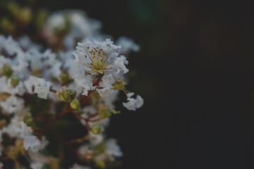 white flowers in the garden