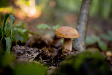 White mushrooms in the woods, on a background of leaves, bright sunlight. Boletus. Mushroom