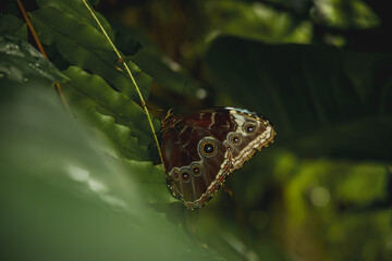 butterfly on leaf