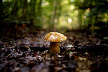 White mushroom in the forest. A mushroom with a brown cap.Boletus. Mushroom