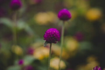 purple thistle flower
