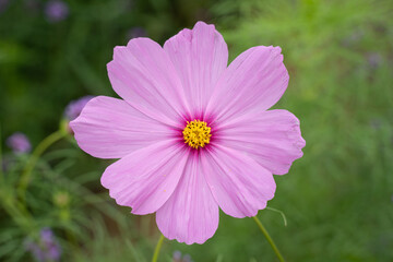 Obraz premium The pink cosmos flower is photographed close up from above.