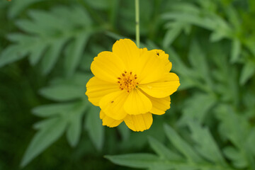 The yellow cosmos flower is photographed up close from above.