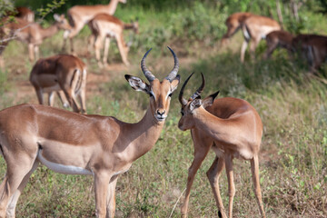 Impala Herd_7535