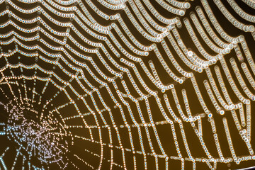 Pajeczyna, Sieć pająka przygotowana do łapania owadów, pułapka na owady - obrazy, fototapety, plakaty