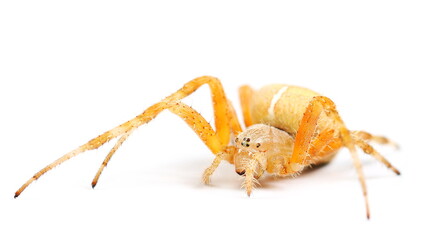 European Garden (Cross) Spider - Araneus diadematus isolated on white background