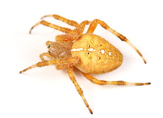 European Garden (Cross) Spider - Araneus diadematus isolated on white background
