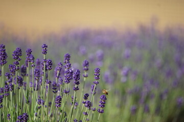 Naklejka premium ラベンダー