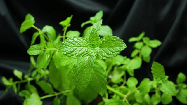 Mint leaves growing moving timelapse
