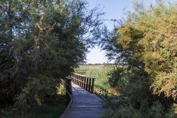 Fototapeta na wymiar Tablas de Daimiel National Park