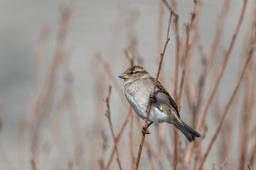 sparrow on a branch