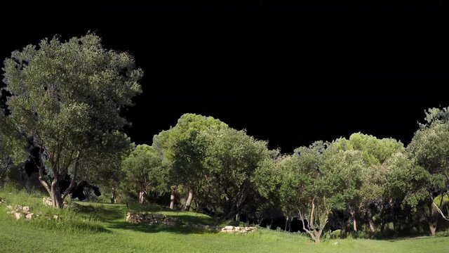 Real tree group pinus olea in movement - 10 sunny day with alpha channel ready to insert in your #vfx works as a separate layer