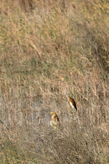 Squacco Heron perched on bush at Buhair lake, Bahrain