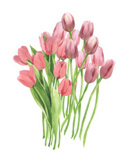bouquet of watercolor tulips
